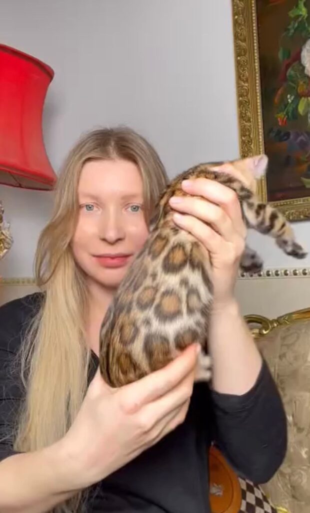 купить бенгальского котенка